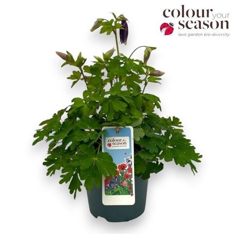 Aquilegia 'Spring Magic Blue White'