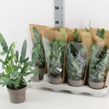 Phlebodium aureum 'Blue Star'