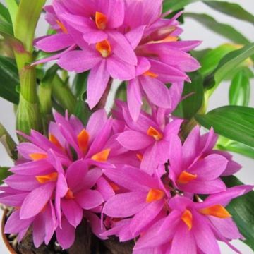 Dendrobium Hibiki