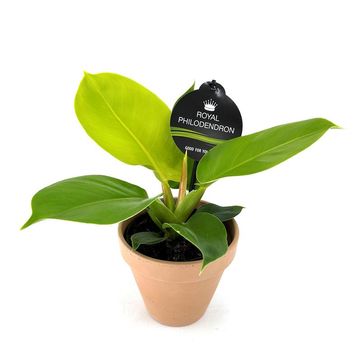 Philodendron 'Moonlight'