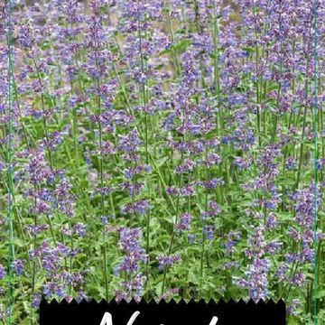 Nepeta 'Six Hills Giant'