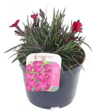 Диантус DIANTICA VELVET