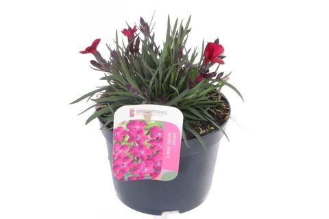 Dianthus DIANTICA VELVET