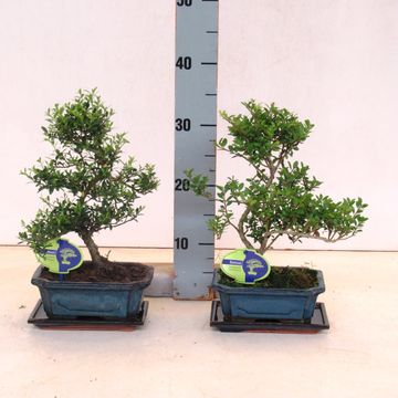 Ilex crenata