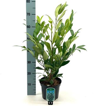 Prunus laurocerasus 'Herbergii'