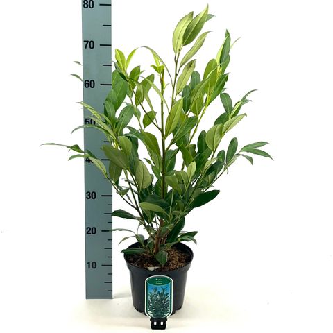 Prunus laurocerasus 'Herbergii'