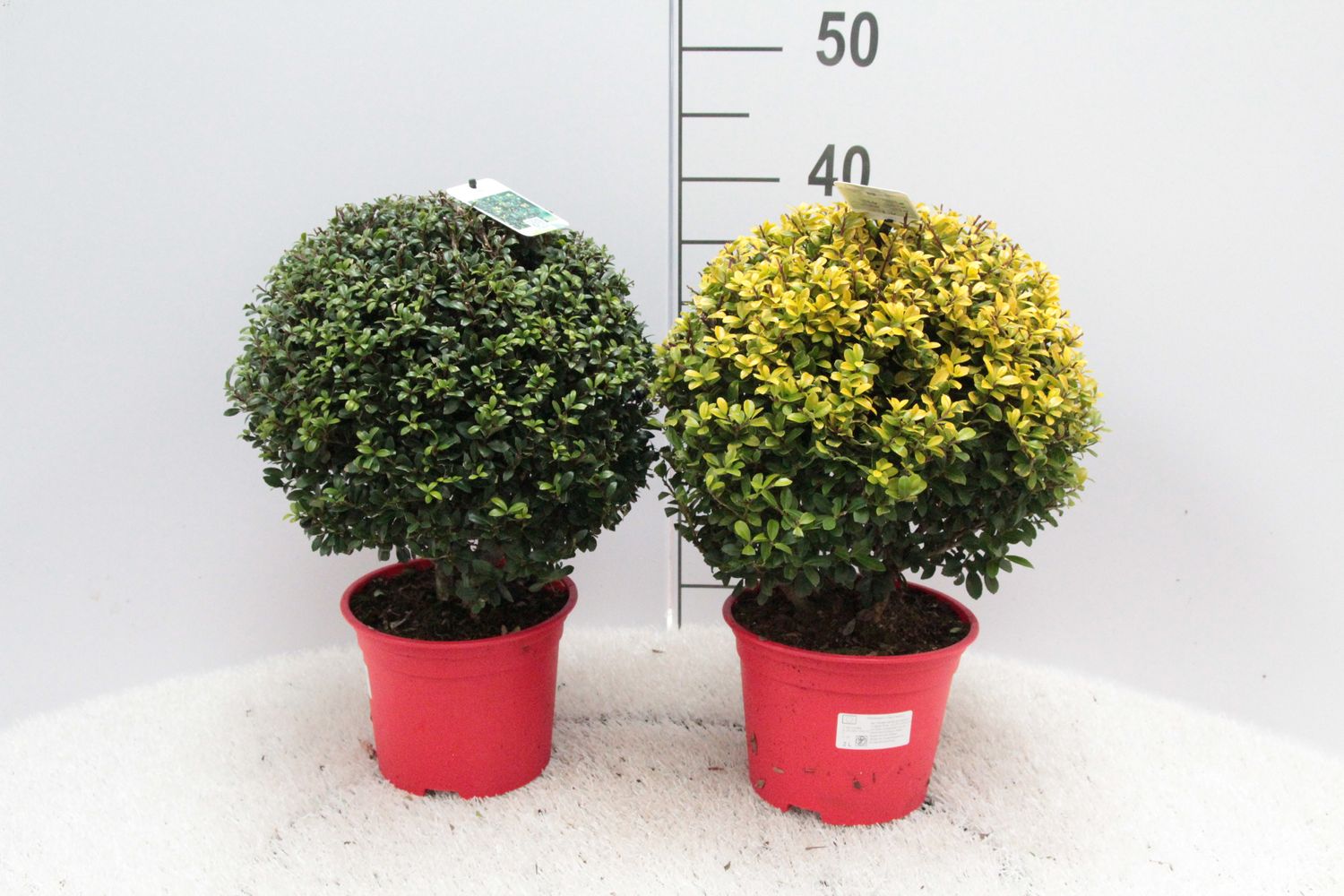 Ilex crenata 'Stokes' — Groothandel in planten FlorAccess