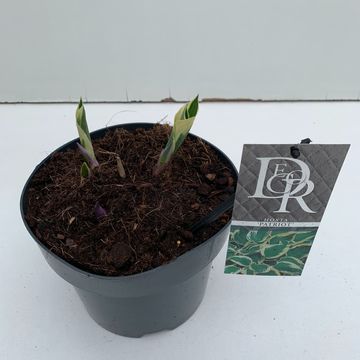 Hosta 'Patriot'