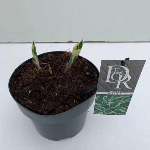 Hosta 'Patriot'