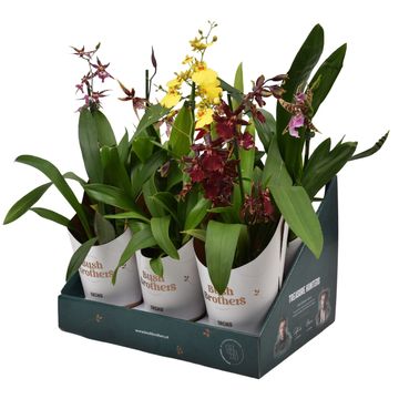Orchidee MIX
