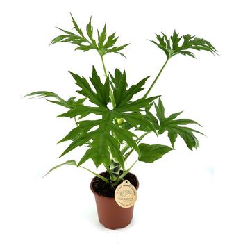 Philodendron warszewiczii