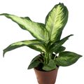 Dieffenbachia 'Amy'