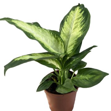 Dieffenbachia 'Amy'