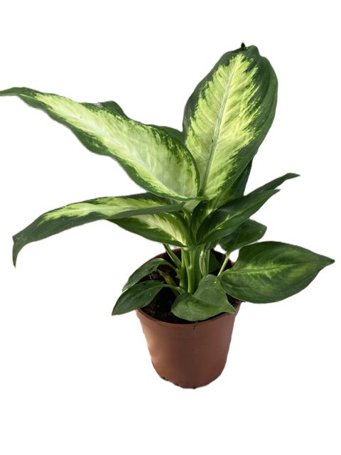 Dieffenbachia 'Amy'
