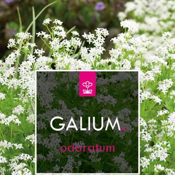 Galium odoratum