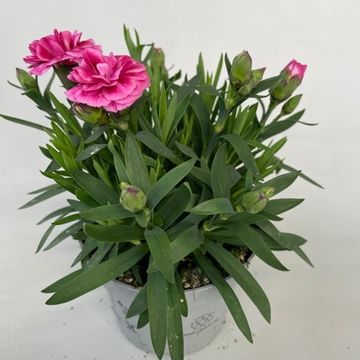 Dianthus OSCAR PURPLE WINGS