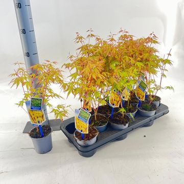 Acer palmatum 'Sangokaku'