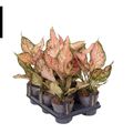 Aglaonema 'Pink Dolphin'