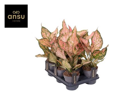 Aglaonema 'Pink Dolphin'