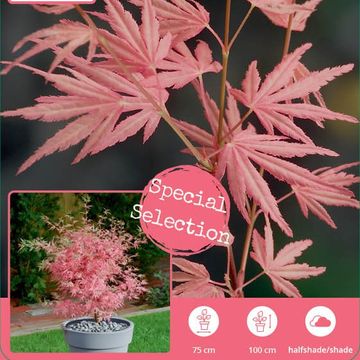 Acer palmatum 'Taylor'