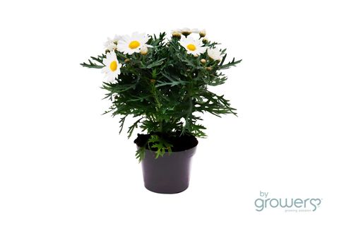 Argyranthemum frutescens PERCUSSION GIGA WHITE