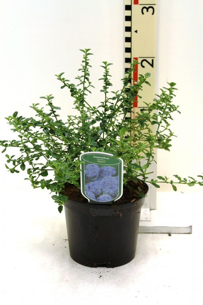 Ceanothus thyrsiflorus repens — Plant Wholesale FlorAccess