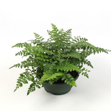 Asplenium 'Parvati'
