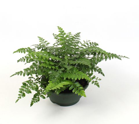 Asplenium 'Parvati'