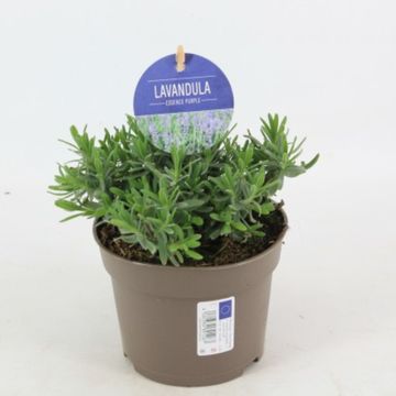 Lavandula angustifolia 'Essence Purple'