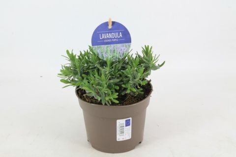 Lavandula angustifolia 'Essence Purple'