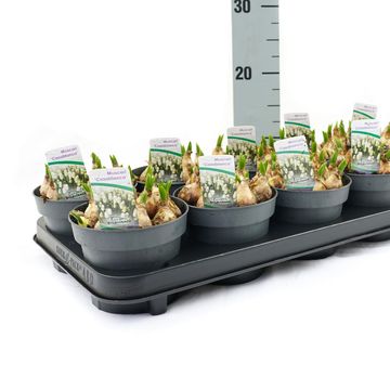 Muscari armeniacum 'Siberian Tiger'