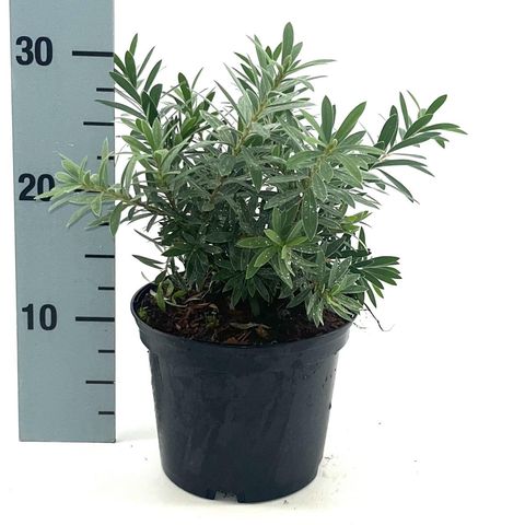 Callistemon viminalis 'Little John'