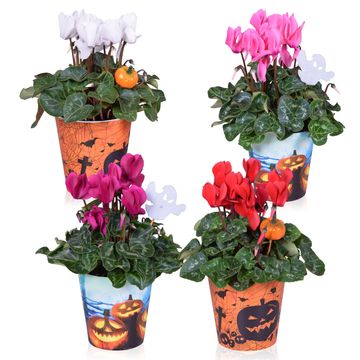 Cyclamen persicum SUPER SERIE S ALLURE MIX