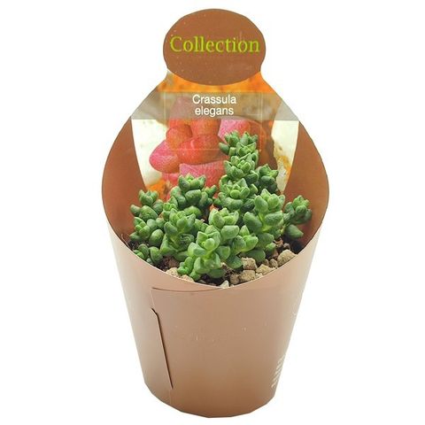 Crassula elegans