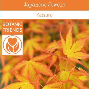 Acer palmatum 'Katsura'
