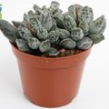 Adromischus cooperi