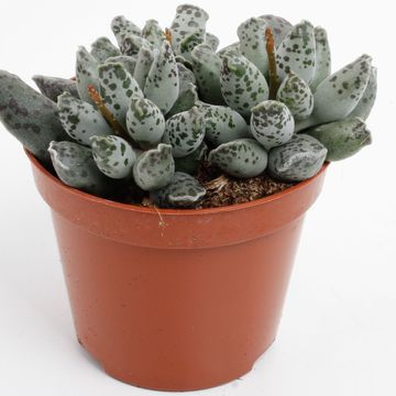 Adromischus cooperi