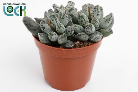 Adromischus cooperi