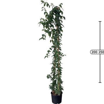 Lonicera henryi