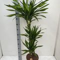 Dracaena fragrans RIKI