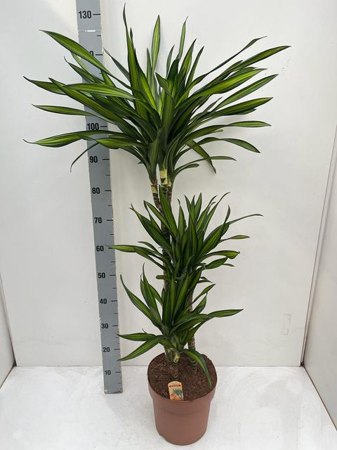 Dracaena fragrans RIKI