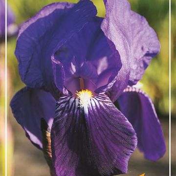 Iris 'Eleanor Roosevelt'