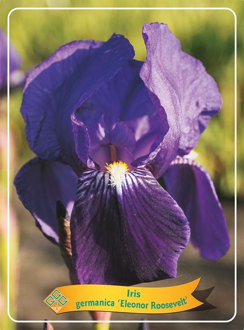 Iris 'Eleanor Roosevelt'