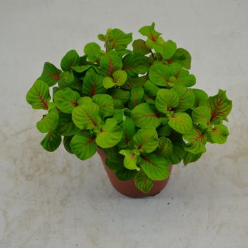 Fittonia verschaffeltii 'Bubble Green'