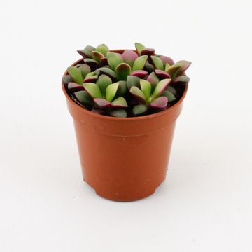 Anacampseros rufescens 'Sunrise'