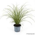 Carex brunnea