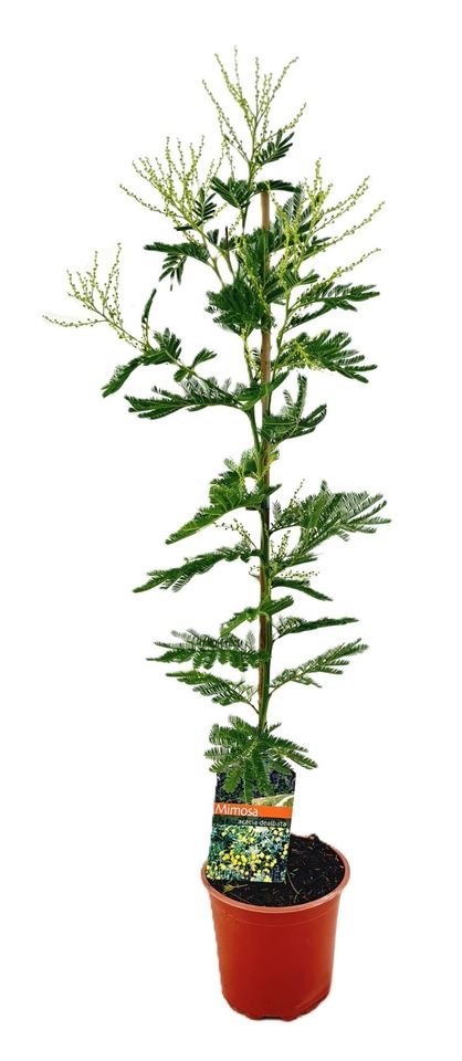Acacia dealbata