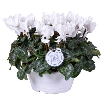 Cyclamen persicum SUPER SERIE S ALLURE WHITE