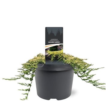 Juniperus horizontalis 'Golden Carpet'