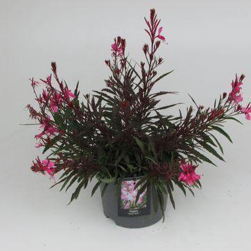 Gaura lindheimeri GAUDI LIGHT PINK